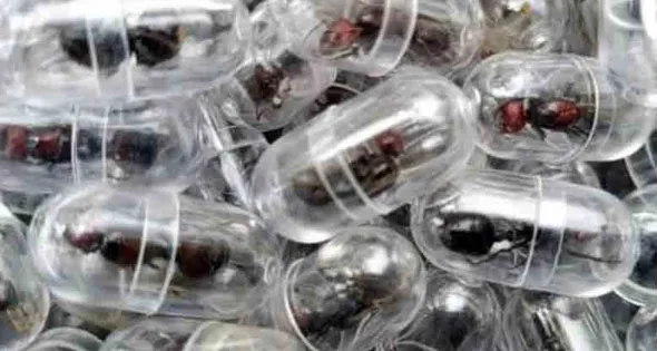 إحباط محاولة تهريب 2000 نملة من كينيا إحباط محاولة تهريب 2000 نملة من كينيا